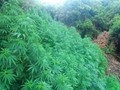 Εντοπίστηκε χασισοφυτεία με 3.000 δένδρα