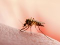 Aυξητική πορεία για τον ιό του Δυτικού Νείλου 
