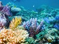 Σκάφος αναψυχής λεηλατούσε τον ελληνικό βυθό