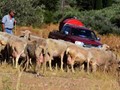 Ξεκρέμαστοι οι πληγέντες κτηνοτρόφοι