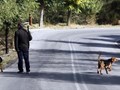 Μειώθηκαν τα αγριογούρουνα, αυξήθηκαν …οι λύκοι!
