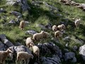 Επικίνδυνος για τη δημόσια υγεία ο εμβολιασμός αιγοπροβάτων