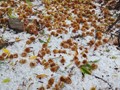 Το χαλάζι έστρωσε λευκό πέπλο στη Μακρινίτσα