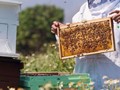 Ακύρωση προγραμμάτων βιολογικής Κτηνοτροφίας, Μελισσοκομίας