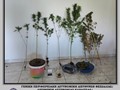 Xειροπέδες σε 51χρονο που καλλιεργούσε δενδρύλλια κάνναβης