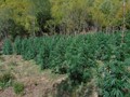 Τεράστια χασισοφυτεία στον Όλυμπο