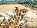 Mέχρι τέλος Νοεμβρίου οι αποζημιώσεις για την πανώλη