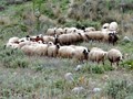 Σε καλό δρόμο η εξάλειψη της πανώλης