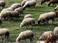 Το ΥΠΑΑΤ για την ευλογιά των αιγοπροβάτων στη Θεσσαλία 