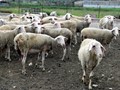 H ευλογιά των προβάτων μπορεί να γίνει ενδημική