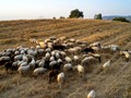 Στο ΥΠΑΑΤ Κουρέτας και κτηνοτρόφοι 