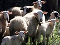 Πάνω από 60.000 αστυνομικοί έλεγχοι και 109 συλλήψεις