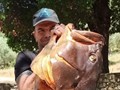 Ψαροντουφεκάς έβγαλε ροφό 27 κιλών