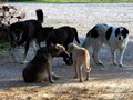 Πρόστιμα χιλιάδων ευρώ σε ιδιοκτήτρια για 54 σκυλιά