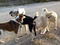 Επίθεση από αδέσποτα σε 7χρονο αγόρι