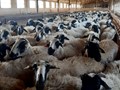 Αντιδρούν στη λειτουργία μονάδας με εισαγόμενα ζώα