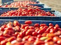 Σε πίεση η βιομηχανική ντομάτα στη Θεσσαλία 