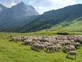Να επιτραπούν οι μετακινήσεις κτηνοτρόφων σε βοσκοτόπια