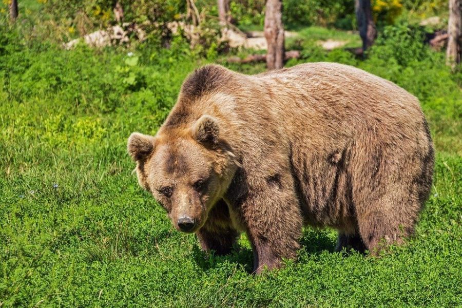 Αρκούδα επιτέθηκε σε άνδρα στο Αγιόφυλλο Καλαμπάκας