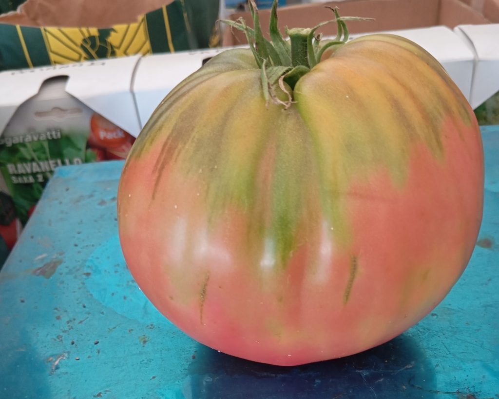 Ντομάτα βάρους 1,1 kg καλλιεργήθηκε στην Γλυκομηλιά Καλαμπάκας