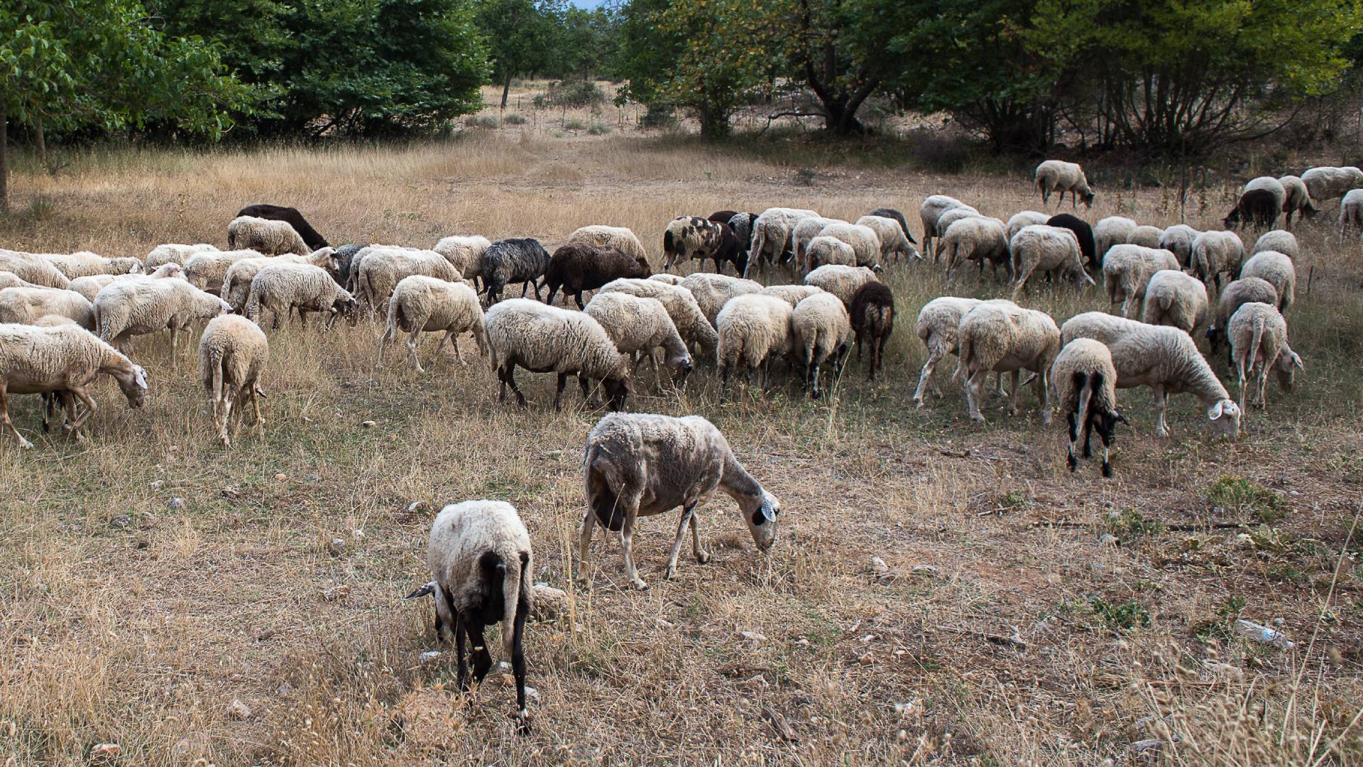 Ευλογιά των προβάτων: Ξεκίνησε έρευνα για την αιτία της εξάπλωσης