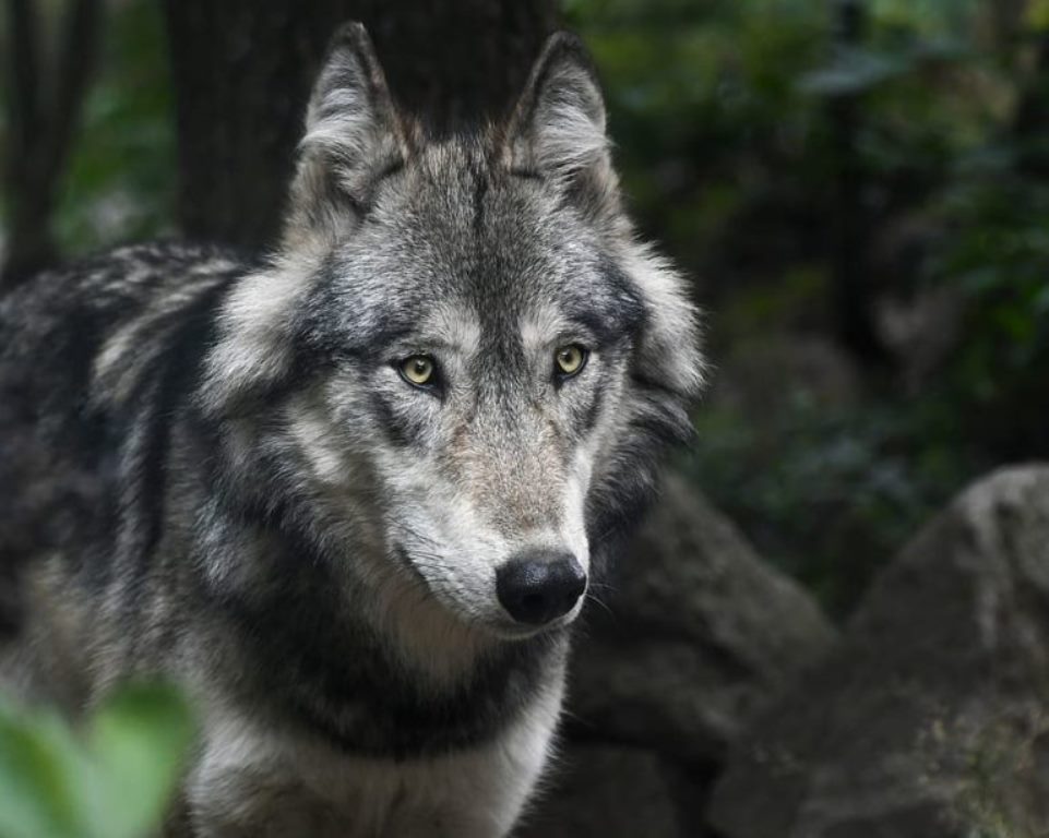 Aγέλη λύκων κατασπάραξε 20 πρόβατα σε ποιμνιοστάσιο στην Κρηνίτσα 