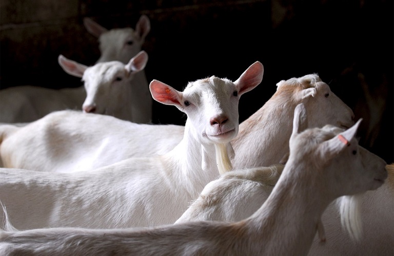 Περιφέρεια Θεσσαλίας: Πρόγραμμα περισυλλογής νεκρών ζώων - Οδηγίες προς κτηνοτρόφους
