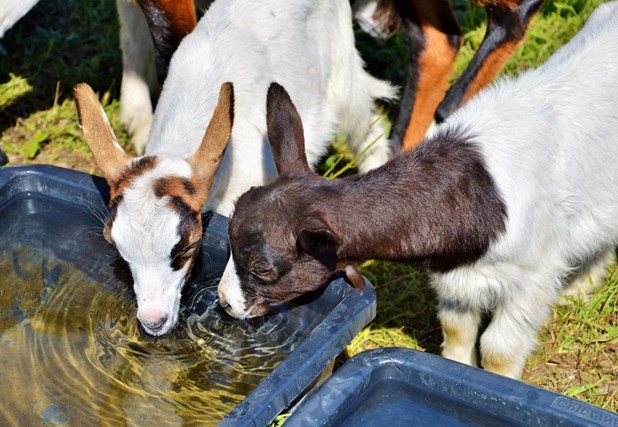 Nέες ποτίστρες αποκτούν κτηνοτροφικές μονάδες στο Δήμο Μετεώρων