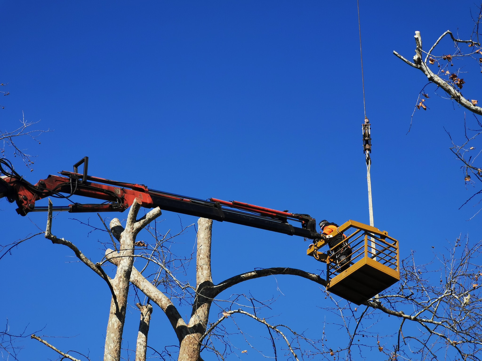 Πάνω από 300 δέντρα κλάδεψε η υπηρεσία πρασίνου στα Τρίκαλα
