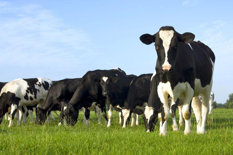 Εμβολιασμός 151.000 βοοειδών στην Θεσσαλία για προστασία από Οζώδη Δερματίτιδα