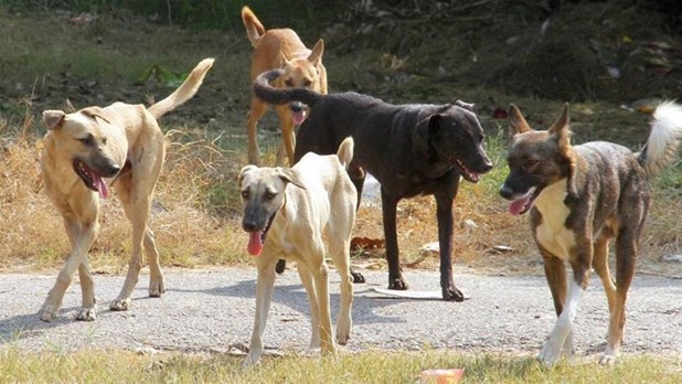 Xρήματα σε δήμους των Τρικάλων για καταφύγια αδέσποτων ζώων