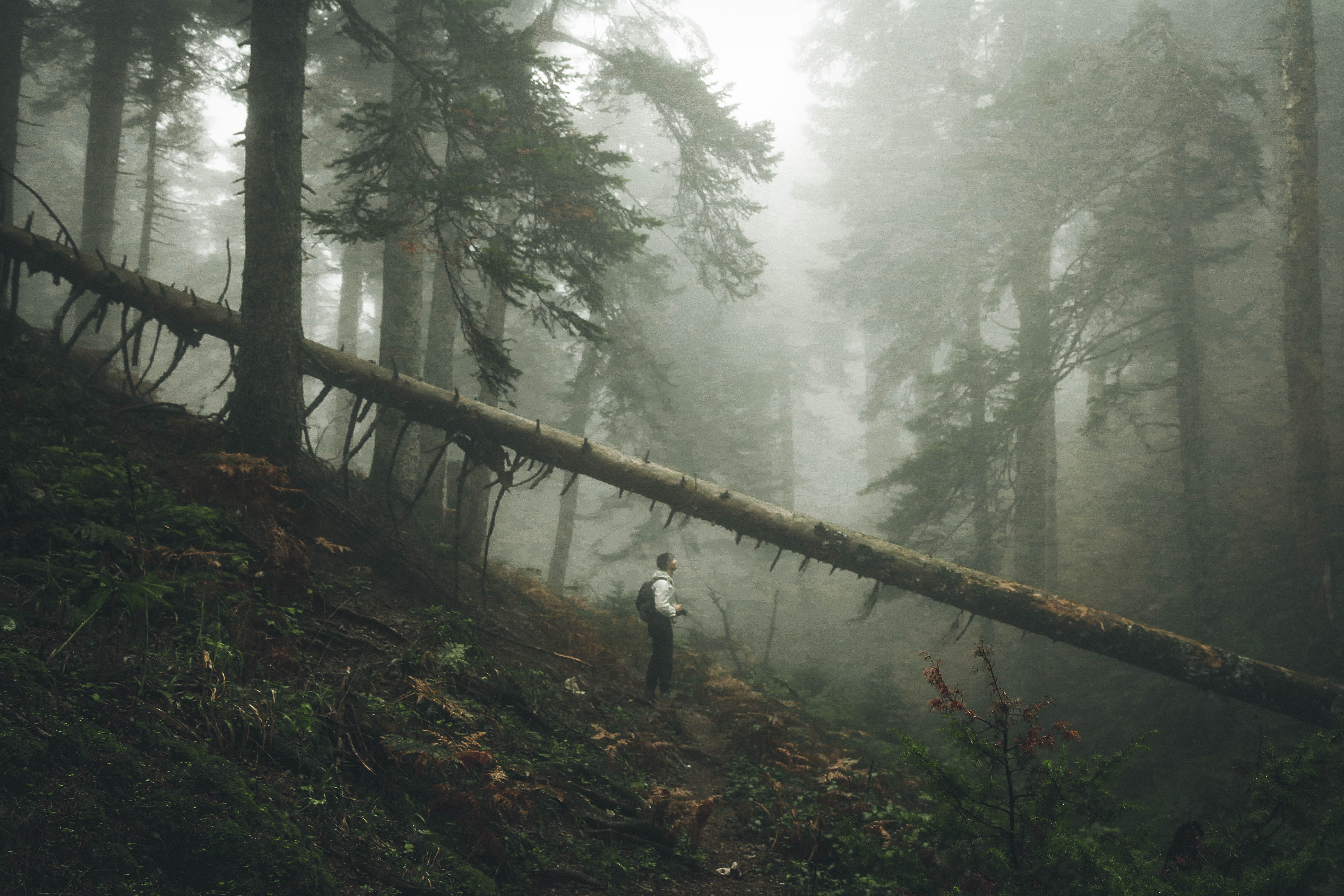 Μία εντυπωσιακή φωτογραφία από το δάσος του Περτουλίου