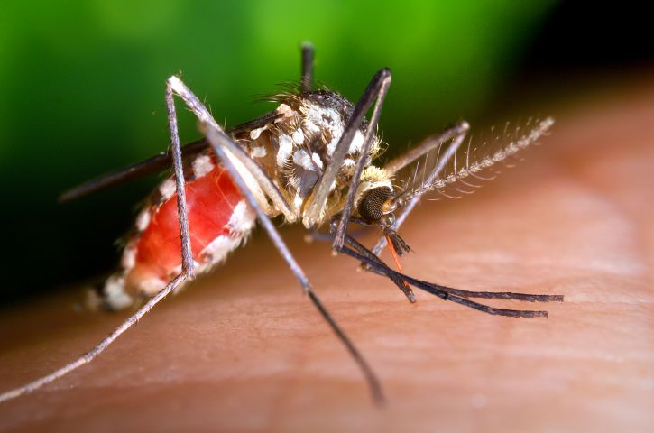 Κουνούπια: Γιατί φέτος θα αργήσουν να μας τσιμπήσουν;