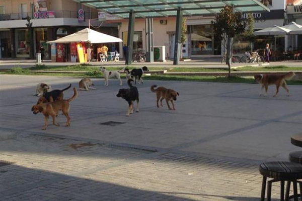 Δύο νέες επιθέσεις σκυλιών στα Τρίκαλα 
