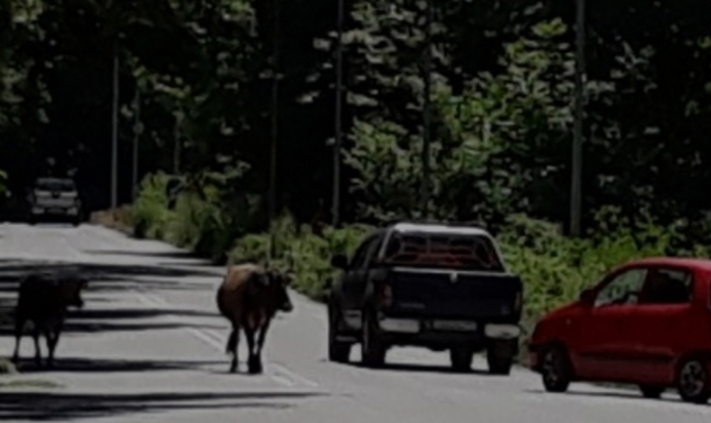 Aγελάδες... βολτάρουν στην εθνική οδό Καλαμπάκας-Ιωαννίνων