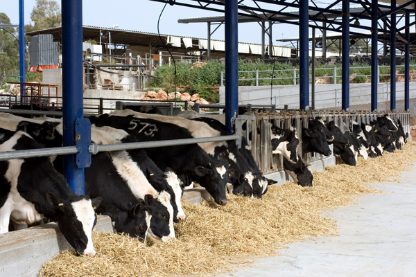 Μπλοκάρονται  πληρωμές αποζημιώσεων σε κτηνοτρόφους της Θεσσαλίας