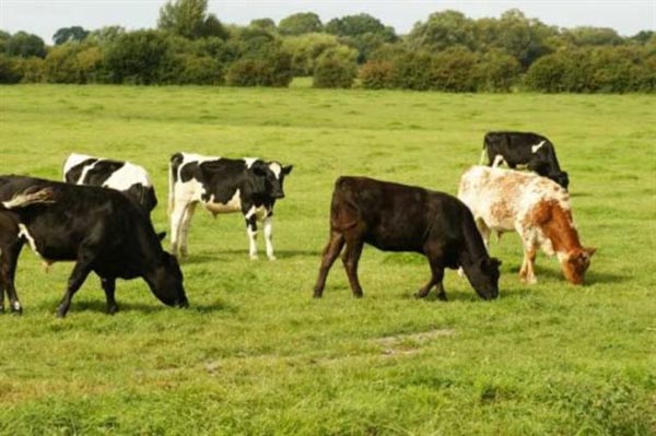 Παρέμβαση Αγοραστού για την οζώδη δερματίτιδα των βοοειδών