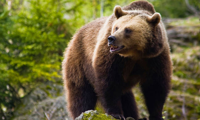 Εμφανίστηκαν αρκούδες σε Γαρδίκι και Πεύκη - Λήψη μέτρων από τη Διεύθυνση Δασών