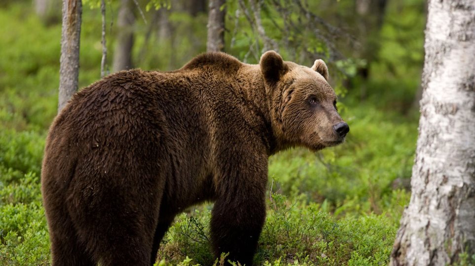 Επίθεση από αρκούδα δέχθηκε ο Διευθυντής της Τεχνικής υπηρεσίας του Δ.Μετεώρων