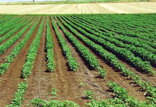 Ικανοποιητική η εξέλιξη καλλιέργειας βαμβακιού στα Τρίκαλα 