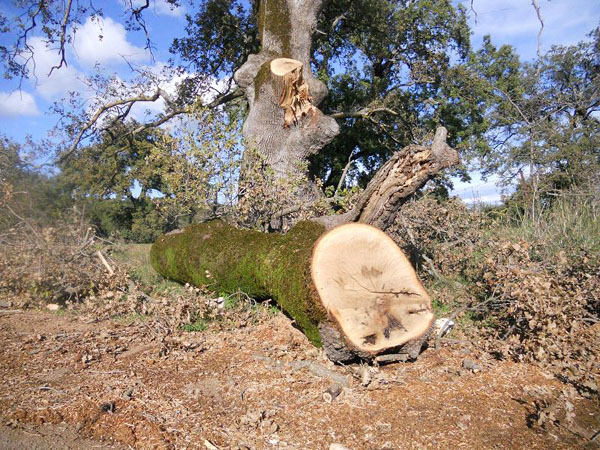 Πρόγραμμα πρόληψης λαθροϋλοτομιών στα Τρίκαλα 