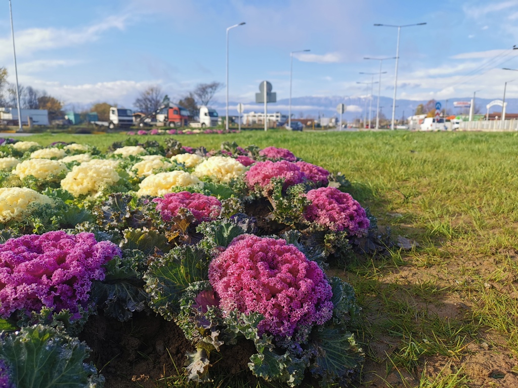 Ο Δήμος Τρικκαίων φυτεύει λουλούδια στους κόμβους της πόλης 