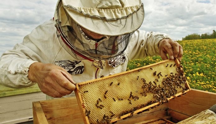 Δήμος Τρικκαίων: Εκπαίδευση μελισσοκόμων από το Γεωπονικό Πανεπιστήμιο
