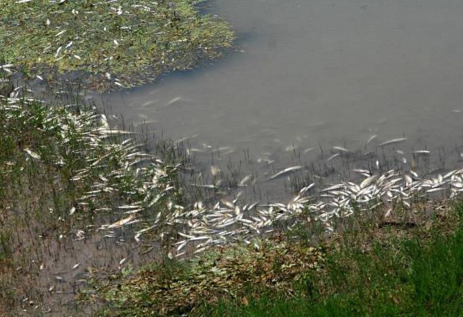 Nεκρά ψάρια στις όχθες του Πηνειού στην περιοχή της Νομής-Καταγγελίες κατοίκων 
