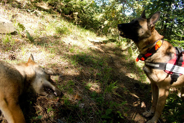 Δηλητηριάστηκαν έξι ποιμενικοί σκύλοι στο Κακοπλεύρι 