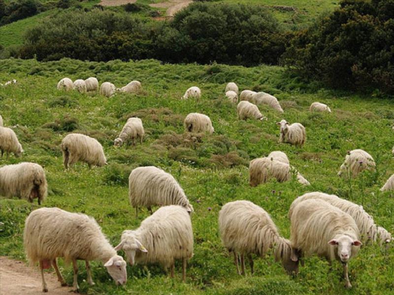 Συνάντηση με Βορίδη ζητούν οι Θεσσαλοί κτηνοτρόφοι 