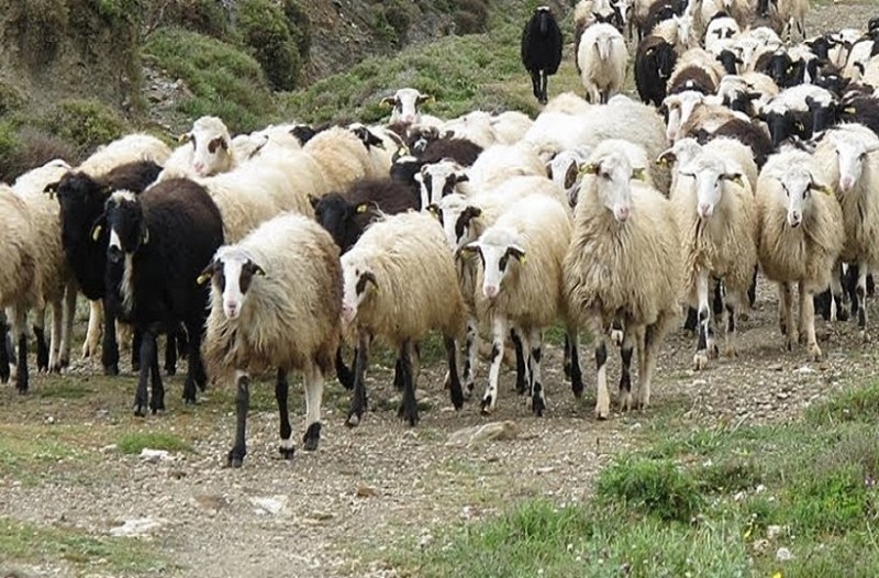 Xαμηλά οι τιμές των αμνοεριφίων - Αγωνία των Θεσσαλών κτηνοτρόφων ενόψει Πάσχα 