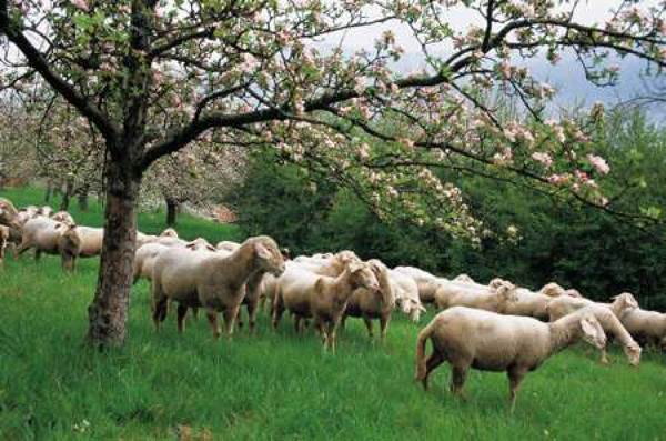 Απογραφή αιγοπροβάτων και χοίρων για τους κτηνοτρόφους 