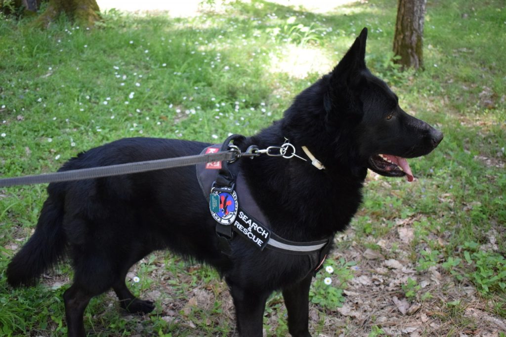 Ραμόν: Ο Τρικαλινός σκύλος που εντόπισε την αγνοούμενη Αναστάζια στην Κω