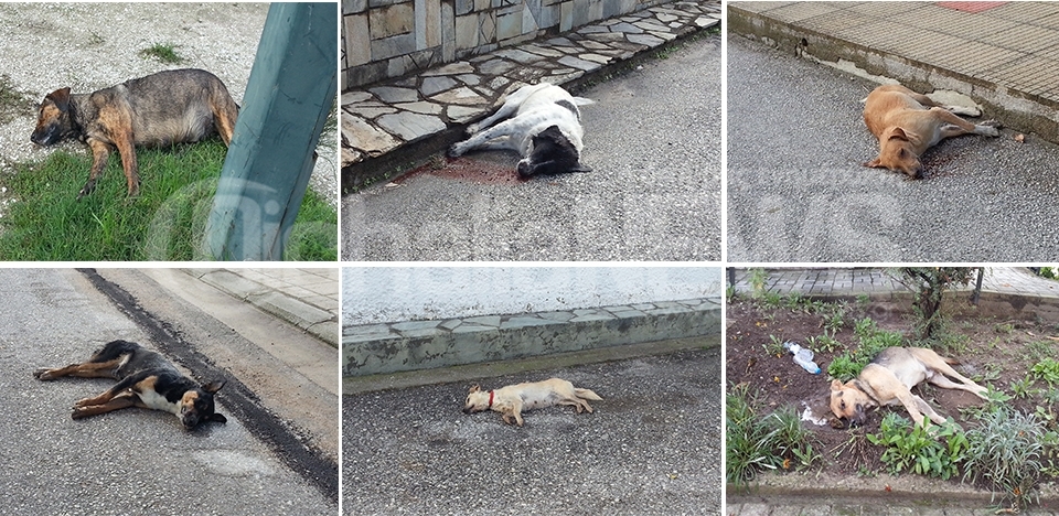 Μαζική θανάτωση σκύλων το βράδυ στην Οιχαλία